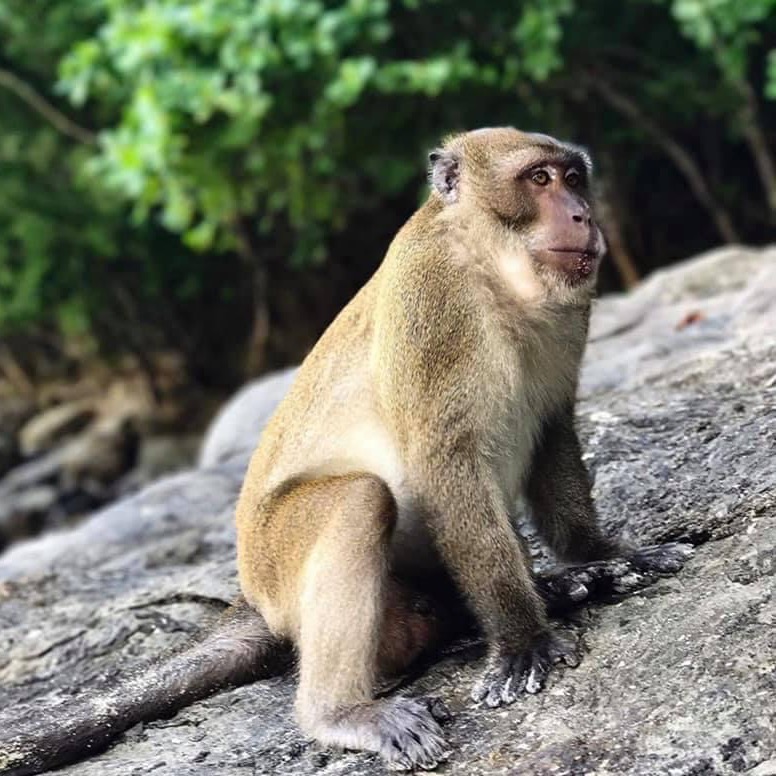 Monkey Beach Koh Phi Phi
